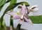 Garcia\'s Prostechea Orchid