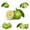 Garcinia Cambogia Fruit Vector art