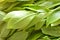 Garcinia cowa tropical herb taste sour but healthy food on tray