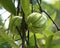 Garcinia gummi-gutta known as Garcinia cambogia as well as brindleberry, Malabar tamarind and pot tamarind