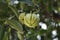 Garcinia gummi-gutta names include Garcinia cambogia, as well as brindleberry