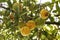Garcinia gummi-gutta is a tropical species of Garcinia native to Southeast Asia.names include Garcinia cambogia, as well as