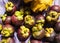 Garcinia mangostana - Organic mangosteens in the traditional Colombian market