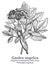 Garden angelica. Vector hand drawn plant. Vintage medicinal plant sketch.