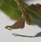 Garden aphid on a branch