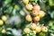 Garden apple tree with red apples