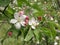 In the garden, apple trees bloomed. Spring collorites.