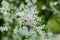 Garden April bloom white flowers on tree branches foliage nature scenic view tender scene