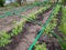 Garden arches are used for the protective frame of the greenhouse