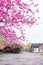 Garden architecture and The peach blossom