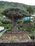 Garden area with Dragon tree. Dracaena draco tree is natural symbol of the island Tenerife. Icon De Los Vinos town, Canary, Spain