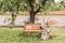 Garden area for relaxation in shade of large tree, summer coolness under tree
