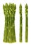 Garden asparagus. Sparrow grass, 3d realistic vector