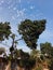 garden atmosphere during the day with a clear, cloudy sky