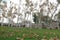 Garden in autumn in Topkapi palace, Istanbul, Turkey