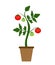 Garden Background Vector Illustration. Growing Bush of Tomatoes