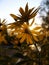 Garden: backlit yellow sunflowers