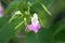 Garden balsam or Impatiens balsamina plant with lilac to white blooming flower in front of closed flower buds on light green