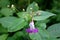 Garden balsam or Impatiens balsamina plant with lilac to white open blooming flower in front of multiple closed flower buds