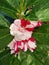 Garden Balsam pink red flower