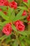 Garden Balsam - Red Flowers