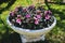 Garden balsam on a stone flowerbed. Beautiful dark pink flowers and dark green leaves