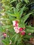 Garden Balsam trees and blossom pink red flowers