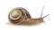 Garden banded snail