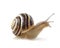 Garden banded snail