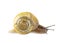 Garden banded snail