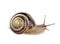 Garden banded snail