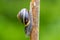 Garden banded snail (capaea hortensis