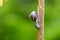 Garden banded snail (capaea hortensis