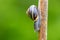 Garden banded snail (capaea hortensis