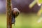 Garden banded snail (capaea hortensis