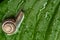 A garden banded snail creeps on a hosta leaf wet after rain.