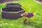 Garden barrow with soil and empty raised beds on grass prepared for filling with soil