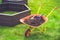 Garden barrow with soil and empty raised beds on grass prepared for filling with soil