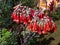 Garden beach bells in the backyard of a beautiful place in the countryside.