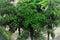 In the garden the beautiful foliage of Wodyetia bifurcata seen from above