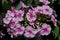 In the garden, beautiful Phlox blooms lat. Phlox.