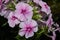 In the garden, beautiful Phlox blooms lat. Phlox.