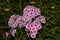 In the garden, beautiful Phlox blooms lat. Phlox.