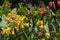 Garden bed of flowering canna lilies