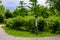 Garden bed with ground iron lantern and bushes with blooming growing in a park.