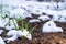 Garden bed with growing garlic in the snow. Spring snow covered the garden with plants. Crop loss due to bad weather