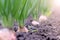 Garden bed of growing onions in farm, gardening and farming concept.