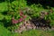 Garden bed with mulched tree bark blooming flowers with green leaves.