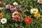 Garden bed of vibrant colored flowering gazania plants