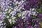 Garden bed of white, mauve and purple Sweet Alyssum flowers